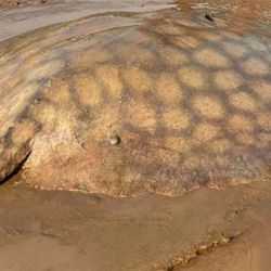 La participación ciudadana es clave: cualquier persona que capture una raya marcada puede enviar los datos por Instagram, siempre manteniendo la etiqueta colocada para permitir el seguimiento.