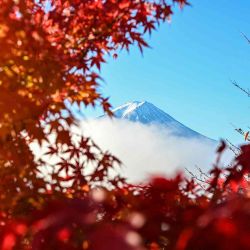 El monte Fuji, se ve entre las hojas de otoño desde la ciudad de Fujikawaguchiko. Foto de Caroline GARDIN / AFP | Foto:AFP