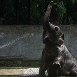 Un elefante de Sumatra es rociado con agua por un cuidador en el Zoológico de Bandung. Foto de Timur Matahari / AFP | Foto:AFP