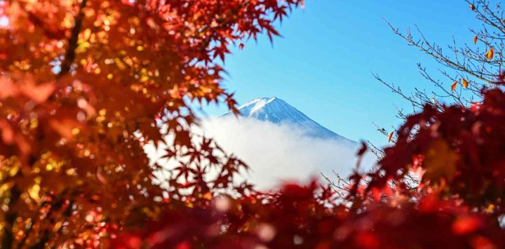 El monte Fuji, se ve entre las hojas de otoño desde la ciudad de Fujikawaguchiko. Foto de Caroline GARDIN / AFP