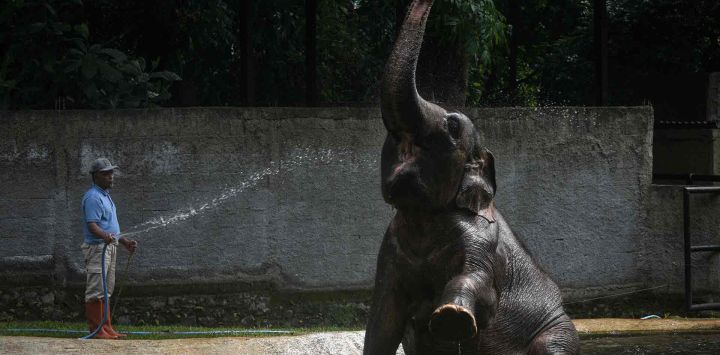 Un elefante de Sumatra es rociado con agua por un cuidador en el Zoológico de Bandung. Foto de Timur Matahari / AFP