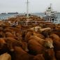 Dónde está el buque Spiridon II con las 2.900 vacas uruguayas varadas en el mar