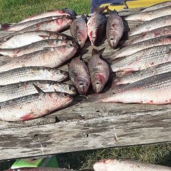 El guía Damario visitó laguna Las Barrancas el último fin de semana y confirmó lo que muchos intuían: la lisa regresó con fuerza y está respondiendo muy bien.