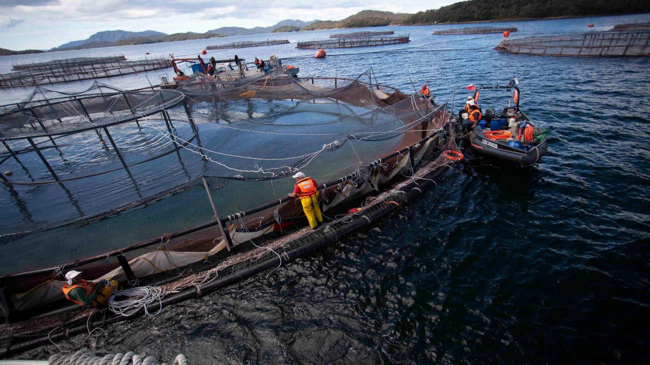 La Legislatura de Tierra del Fuego busca flexibilizar la ley que prohíbe  las salmoneras pese a la resistencia de la comunidad | Perfil