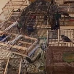 Parte de las aves y jaulas secuestradas 
