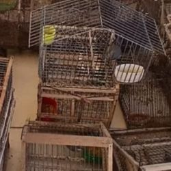 En total, rescataron a 55 aves silvestres.