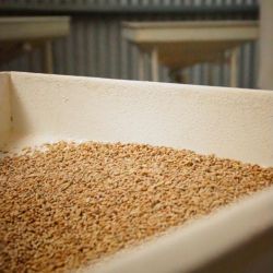 Fincas El Paraíso: Harinas a medida y acompañamiento para productores | Foto:CONTENTNOTICIAS