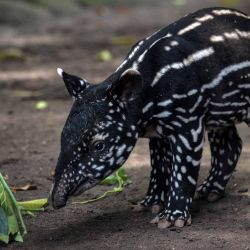 Un tapir malayo macho de cuatro días en su recinto en el Zoológico de Bandung. Foto de Timur Matahari / AFP | Foto:AFP