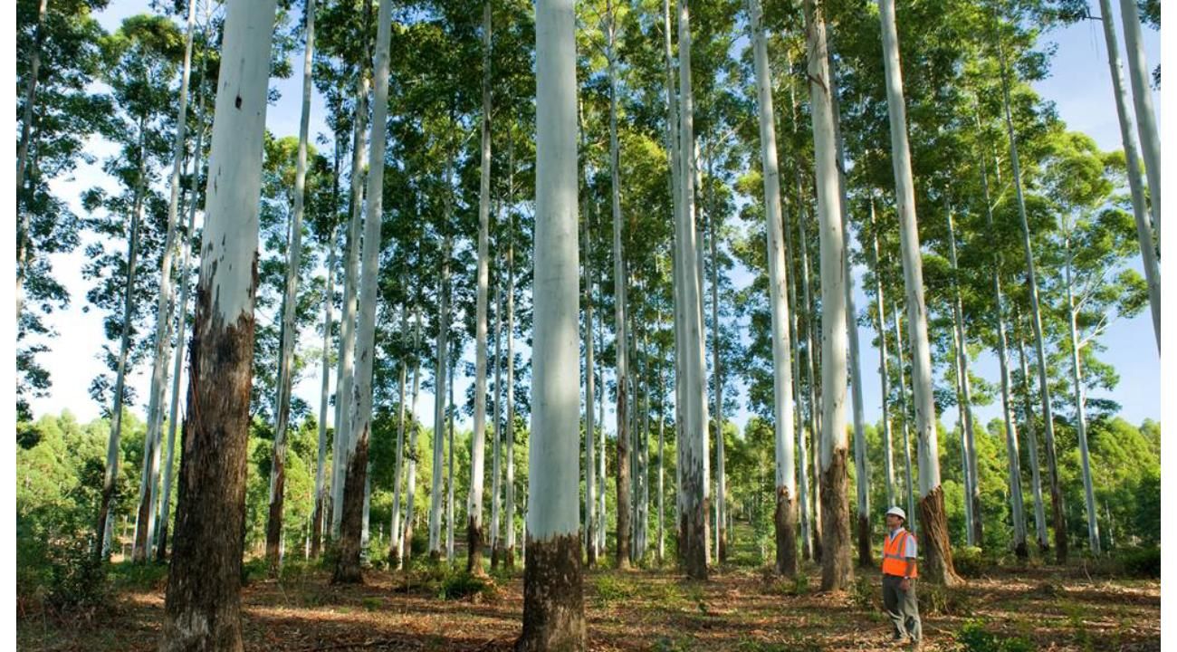 Licores Bard, tradición regional y sabores autóctonos