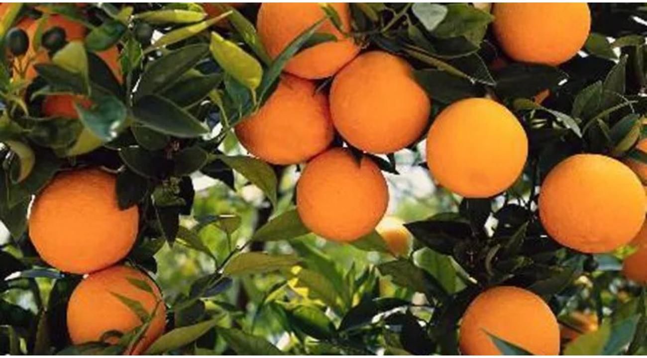 Licores Bard, tradición regional y sabores autóctonos