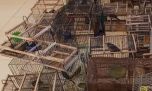 Secuestran aves autóctonas y desarman una red vinculada a carreras de galgos 
