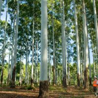 Licores Bard, tradición regional y sabores autóctonos