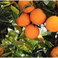 Licores Bard, tradición regional y sabores autóctonos