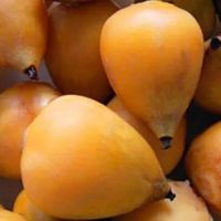 Licores Bard, tradición regional y sabores autóctonos