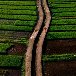 Un agricultor camina a lo largo de un canal de riego en un campo de arrozales en Lhoknga, provincia de Aceh. Foto de CHAIDEER MAHYUDDIN / AFP | Foto:AFP