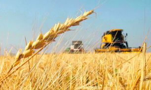 cosecha-trigo