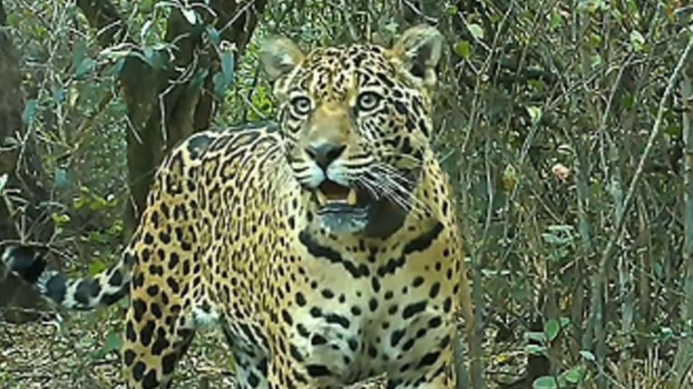 Yaguareté Acaí 20112025