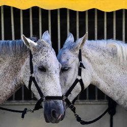 Dos caballos se ven en el Salón Internacional del Caballo Sicab 2025 en Sevilla. Foto de CRISTINA QUICLER / AFP | Foto:AFP