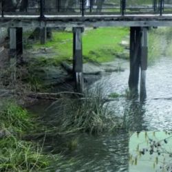 Originario del noroeste del Pacífico asiático, el gobio Tridentiger bifasciatus ha protagonizado en las últimas décadas una expansión silenciosa pero persistente en distintos rincones del mundo.