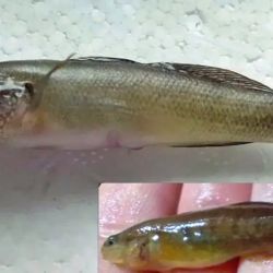 Originario del noroeste del Pacífico asiático, el gobio Tridentiger bifasciatus ha protagonizado en las últimas décadas una expansión silenciosa pero persistente en distintos rincones del mundo.