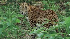 Avistan a un leopardo en el oeste sudafricano después de casi dos siglos