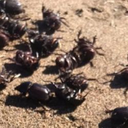  la transición de esos escarabajos hacia la necrofagia se debió a la escasez de estiércol de herbívoros durante la extinción masiva de la megafauna del Pleistoceno