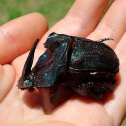 Coprophanaeus (Megaphanaeus) ensifer, una de las especies necrófagas de mayor tamaño de Sudamérica. 