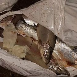 Las truchas, en todas sus variedades, son uno de los recursos más apreciados por pescadores deportivos en la Patagonia. Por eso su captura está estrictamente regulada por permisos, tallas, zonas habilitadas y modalidades específicas.