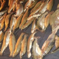 Las truchas, en todas sus variedades, son uno de los recursos más apreciados por pescadores deportivos en la Patagonia. Por eso su captura está estrictamente regulada por permisos, tallas, zonas habilitadas y modalidades específicas.