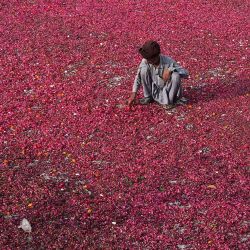 Un hombre esparce pétalos de flores para que se sequen en un campo en Lahore. Foto de Arif ALI / AFP | Foto:AFP