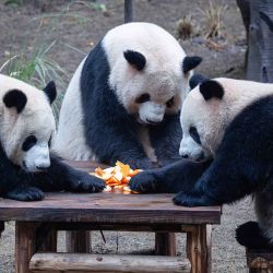 Los pandas gigantes Yu Ai, Qi Sanmei y Liang Yue comen en el Zoológico de Chongqing en Chongqing, suroeste de China. Foto de AFP | Foto:AFP