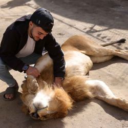 El domador palestino Mahmud Jomaa acaricia a un león en un zoológico de emergencia en Deir al-Balah, en el centro de la Franja de Gaza. Foto de BASHAR TALEB / AFP | Foto:AFP