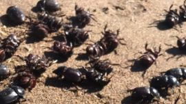 la transición de esos escarabajos hacia la necrofagia se debió a la escasez de estiércol de herbívoros durante la extinción masiva de la megafauna del Pleistoceno