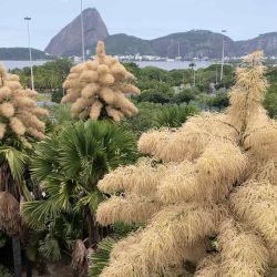 Palmas de Ceilán floreciendo por primera vez desde que fueron plantadas hace unos 50 años en el parque Aterro do Flamengo en Río de Janeiro, Brasil. Foto de Pablo PORCIUNCULA / AFP | Foto:AFP