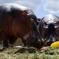 Un hipopótamo en BioParque do Rio, come un pastel de frutas y verduras con su compañero Bocao durante la celebración de su 29º cumpleaños en el zoológico Quinta da Boa Vista en Río de Janeiro. Foto de Pablo PORCIUNCULA / AFP | Foto:AFP