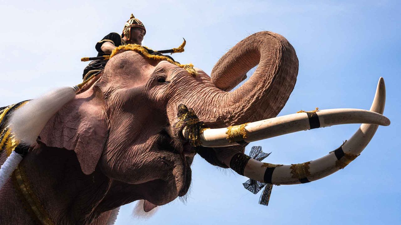 Un domador de elefantes monta un elefante pintado mientras marchan durante una procesión cerca del Gran Palacio para rendir homenaje a la exreina de Tailandia. Foto de Chanakarn Laosarakham / AFP | Foto:AFP