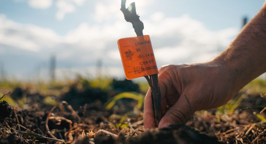 Primeros viñedos de pueblochapa