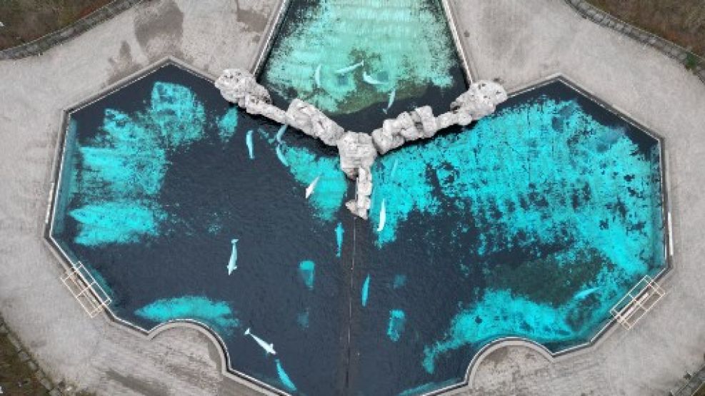 ballenas en cautiverio 