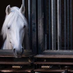Un caballo Lipizzano observa desde su establo en el patio de la famosa Escuela Española de Equitación, con 460 años de antigüedad en Viena, Austria. Foto de Joe Klamar / AFP  | Foto:AFP