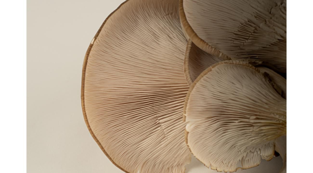 El Honguero: Una familia detrás de los sabores auténticos