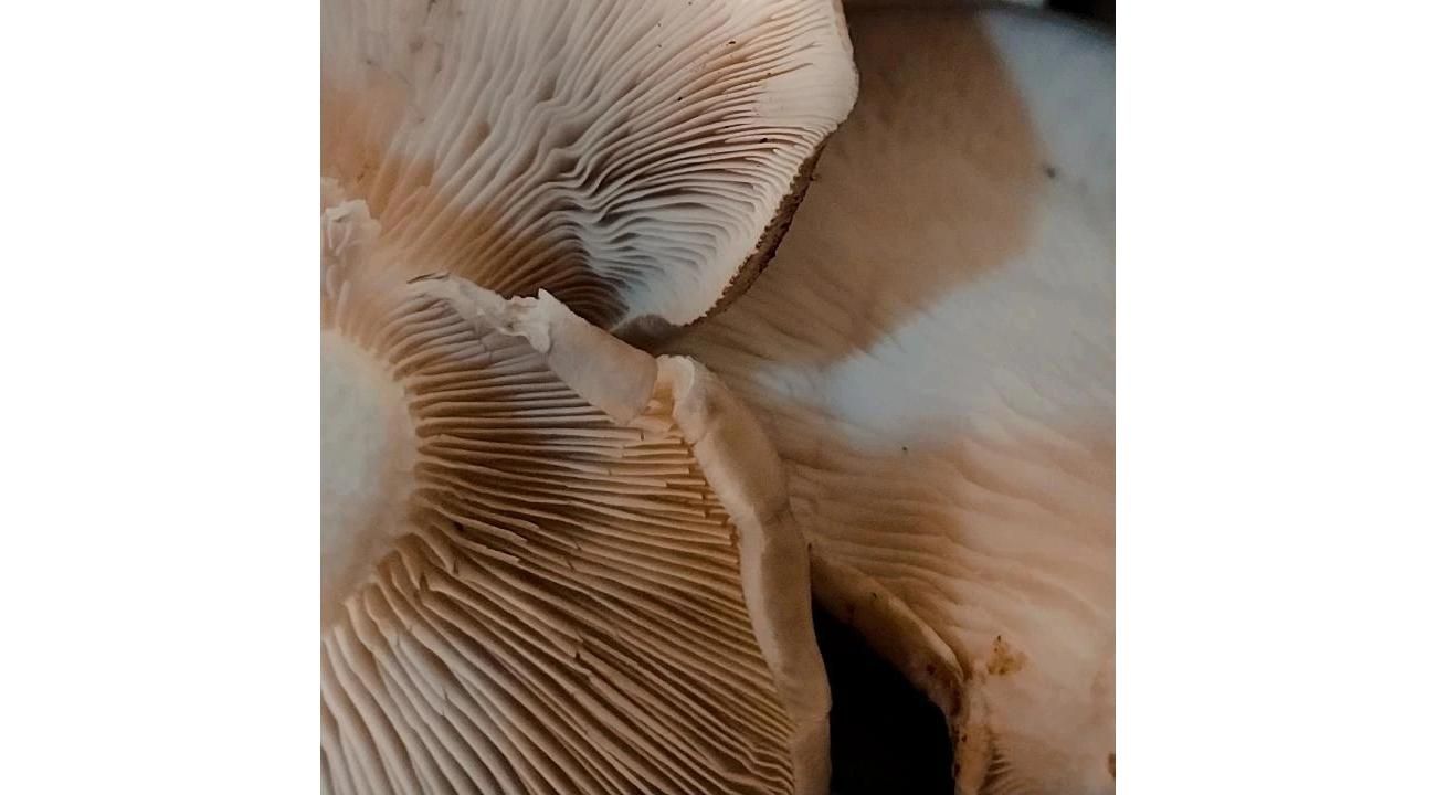 El Honguero: Una familia detrás de los sabores auténticos