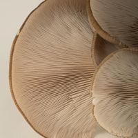 El Honguero: Una familia detrás de los sabores auténticos