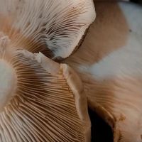 El Honguero: Una familia detrás de los sabores auténticos