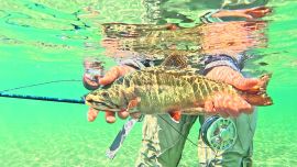 Trucha fontinalis capturada en la boca del arroyo Ingeniero en el lago La Plata. La efectividad del color naranja en la mosca radica en la afición de estas truchas por atacar alevinos de su propia especie, que son de esa tonalidad.