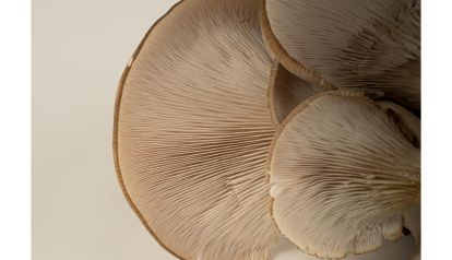 El Honguero: Una familia detrás de los sabores auténticos