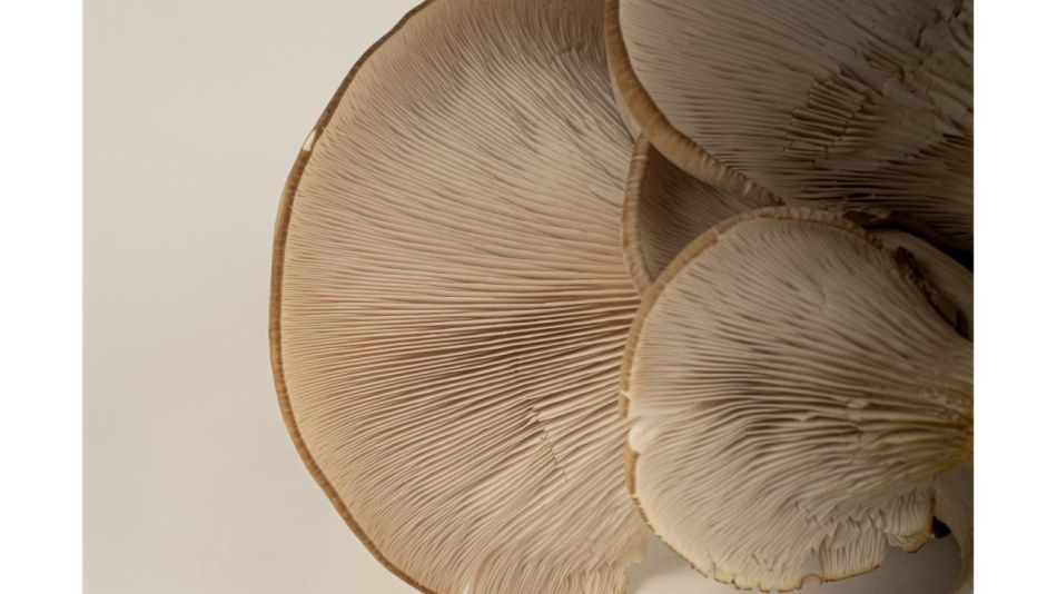 El Honguero: Una familia detrás de los sabores auténticos