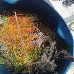 El Partido de La Costa tiene cinco muelles para pesca deportiva: en  San Clemente del Tuyú, Santa Teresita, Mar del Tuyú, La Lucila del Mar y Mar de Ajó.