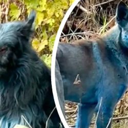 Dos de los tres perros azules encontrados.