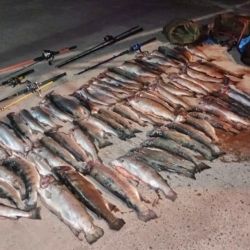 episodios recientes demuestran que la pesca clandestina sigue siendo un negocio tentador. Uno de los decomisos más impactantes ocurrió semanas atrás, cuando una camioneta fue detenida con más de 150 truchas provenientes del embalse Alicurá.