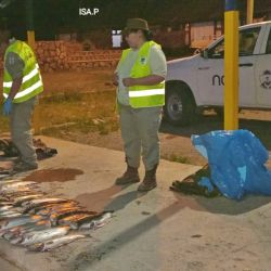 Episodios recientes demuestran que la pesca clandestina sigue siendo un negocio tentador. Uno de los decomisos más impactantes ocurrió semanas atrás, cuando una camioneta fue detenida con más de 150 truchas provenientes del embalse Alicurá.